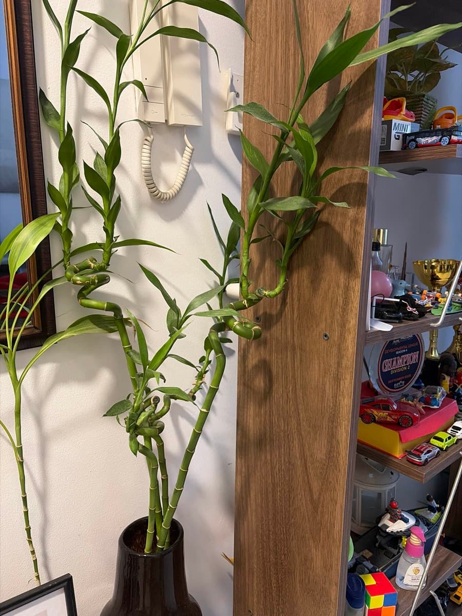 Lucky Bamboo Plant