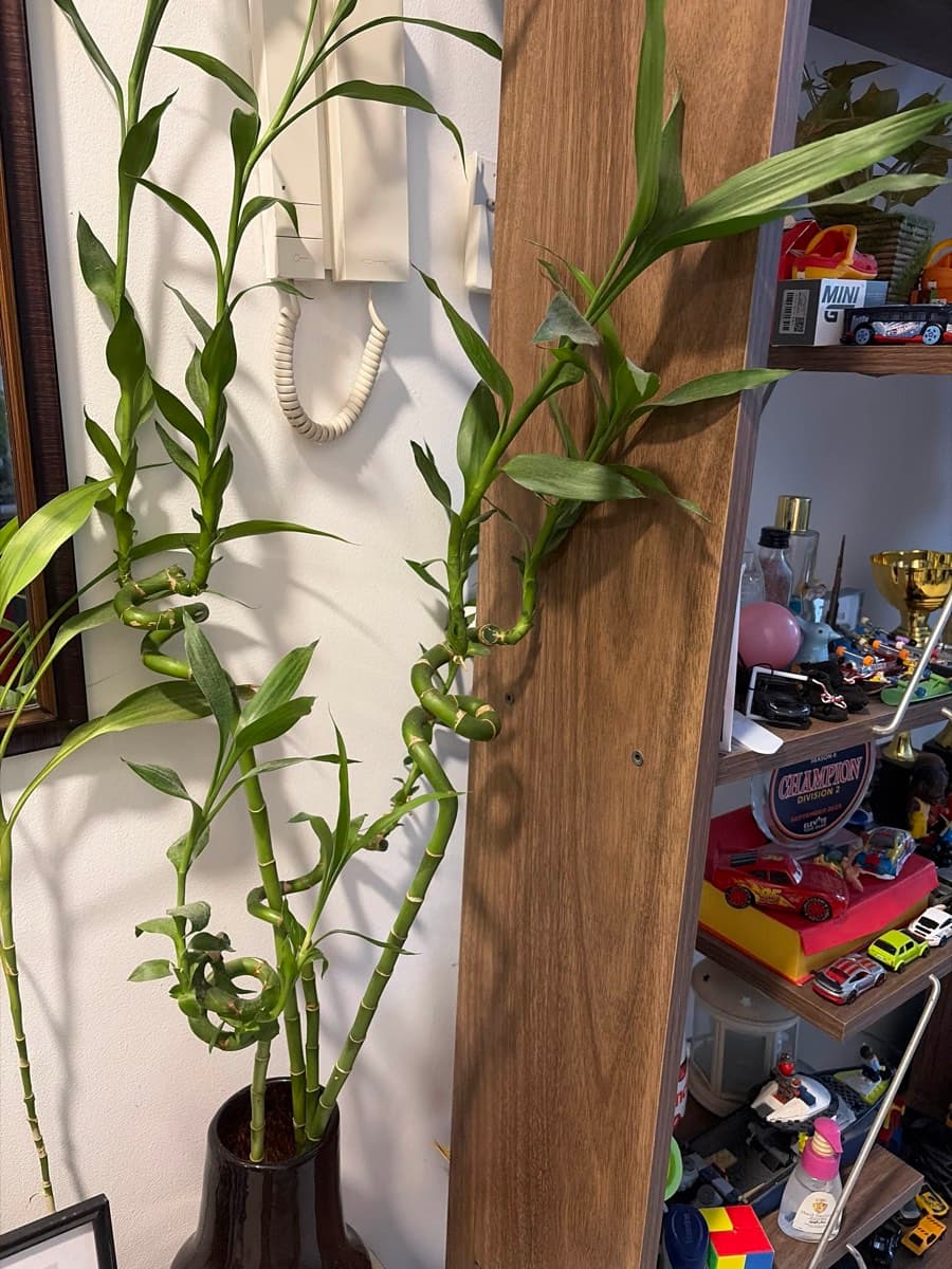 Lucky Bamboo Plant thumbnail 2